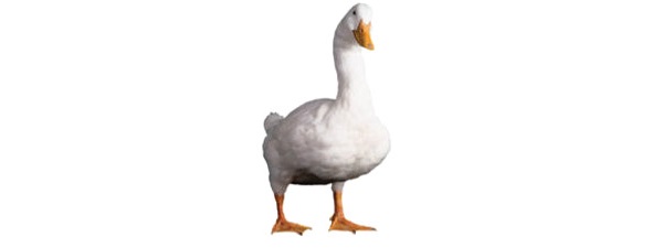 AflacDuck.jpg