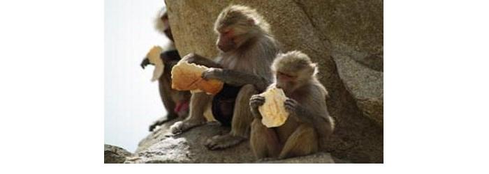 AlQunfudah_baboons.jpg