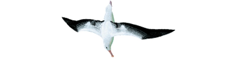 Albatross.jpg