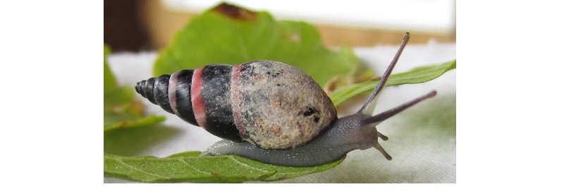 AldabraBandedSnail.jpg