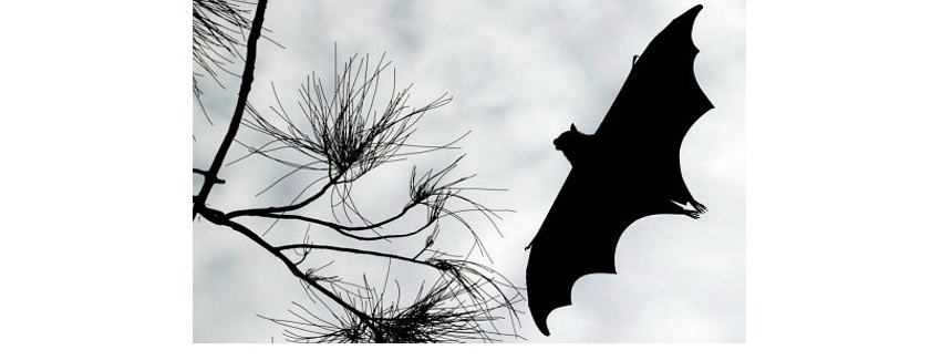 Bat.jpg