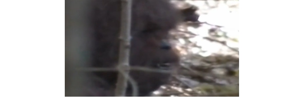 Bigfoot.jpg