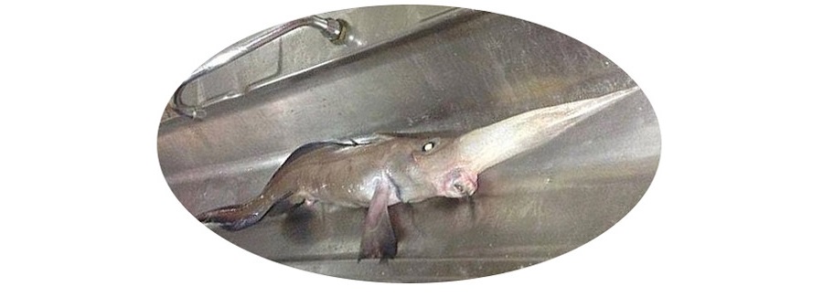 Chimaera.jpg
