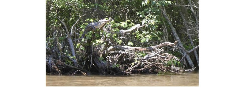 CrocodileInTree.jpg