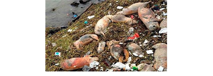 DeadPigs.jpg