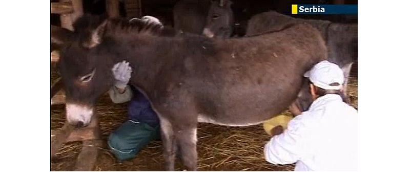 DonkeyCheese.jpg