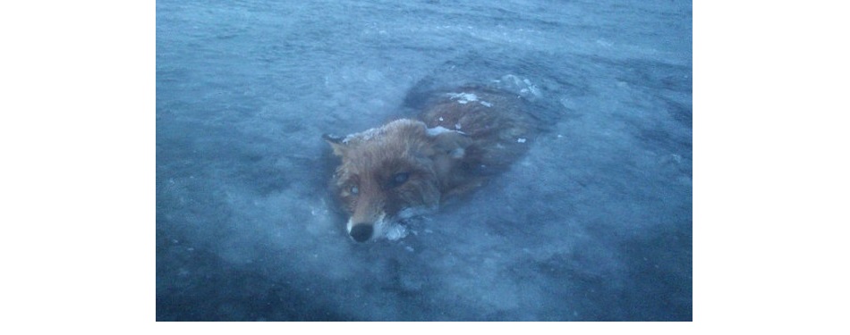 FrozenFox.jpg