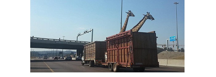 Giraffe_Truck.jpg