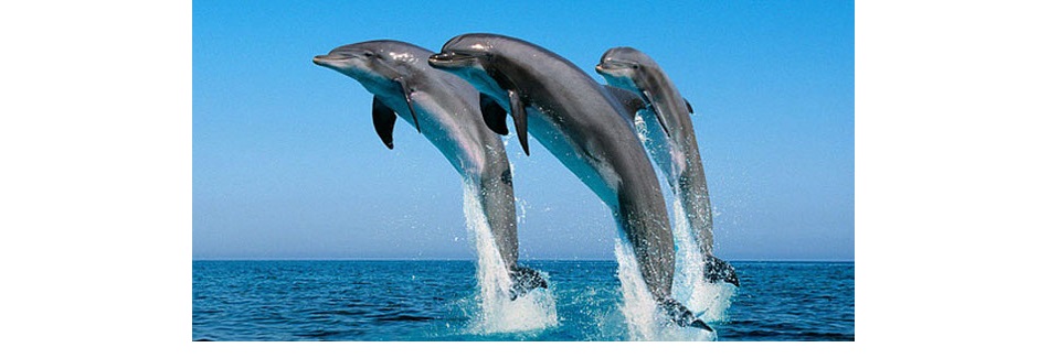 KillerDolphins.jpg