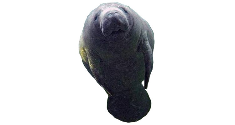 Manatee.jpg