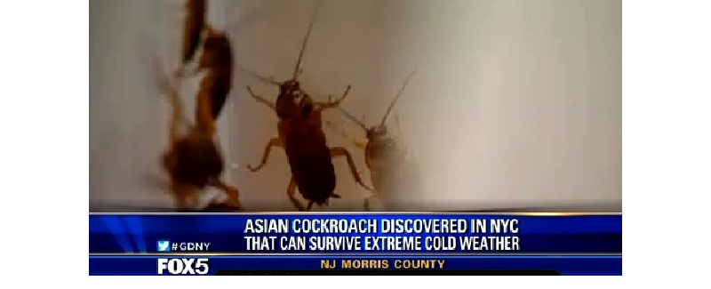 NewCockroach.jpg