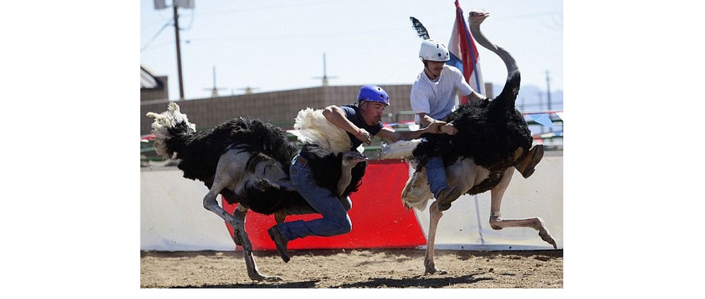 OstrichRace.jpg