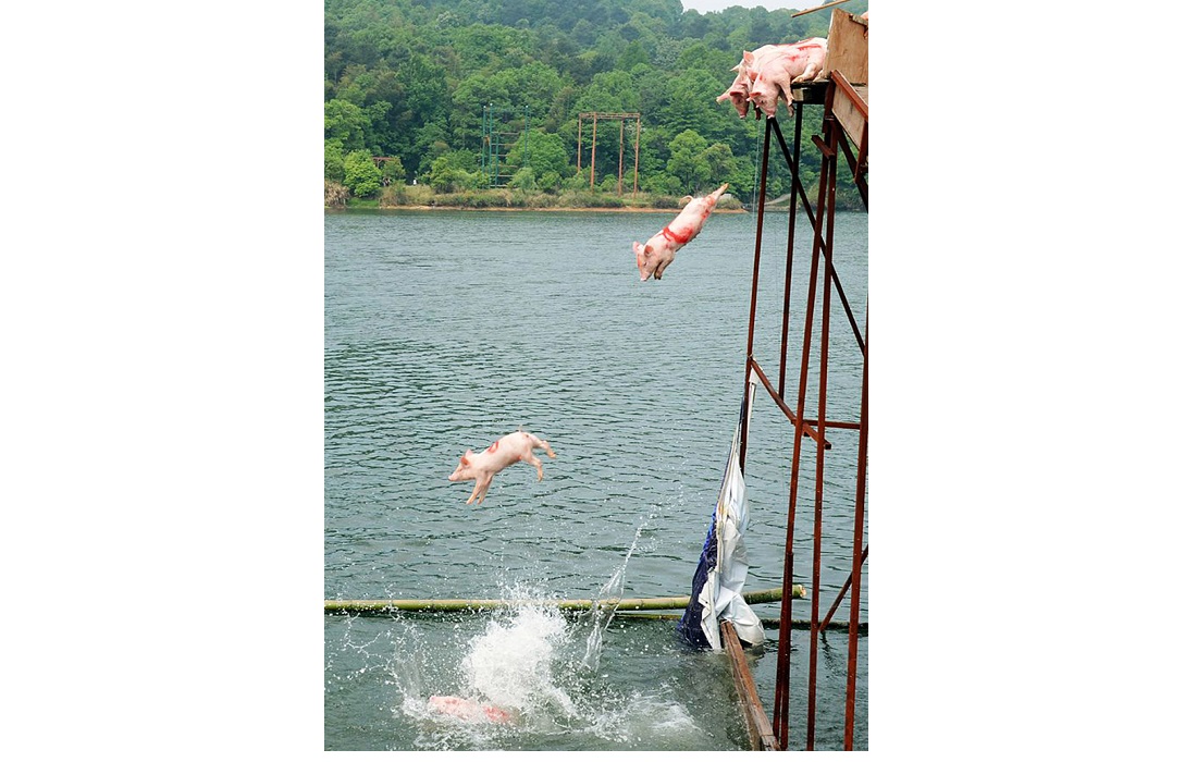 PigsOffBridge.jpg