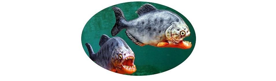 Piranha.jpg