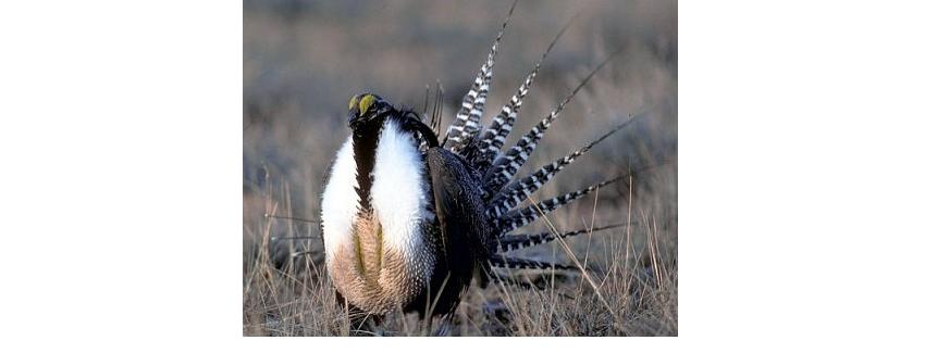 SageGrouse.jpg