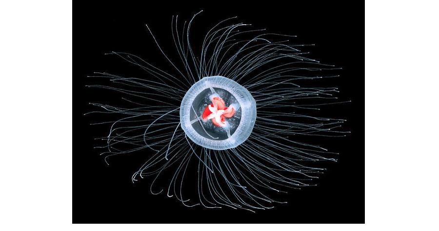 Turritopsis_dohrnii.jpg