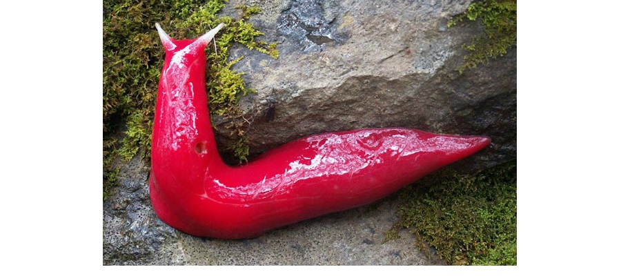 giant-pink-slug.jpg