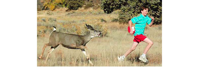 AggressiveDeer.jpg