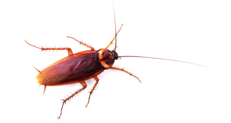 Cockroach.jpg