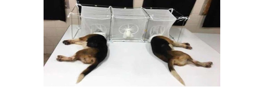 FauciPuppies.jpg