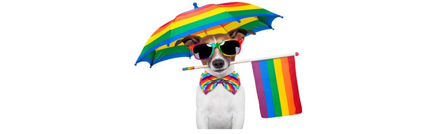 GayDog.jpg