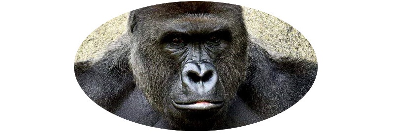Harambe.jpg