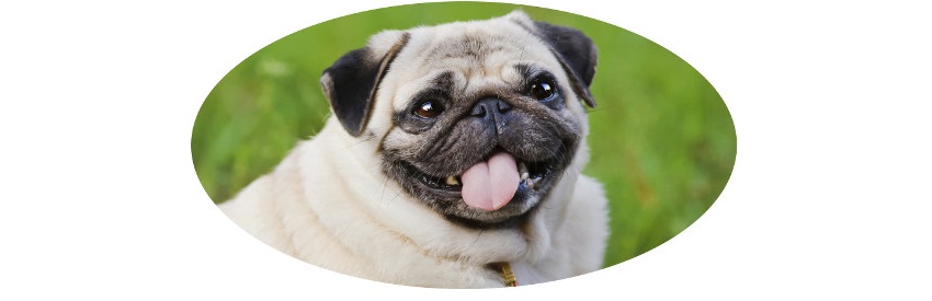 NaziPug.jpg