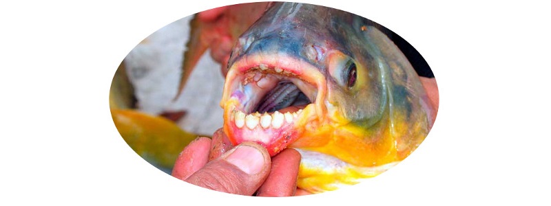 Pacu.jpg