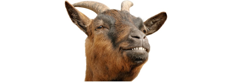 goat.jpg