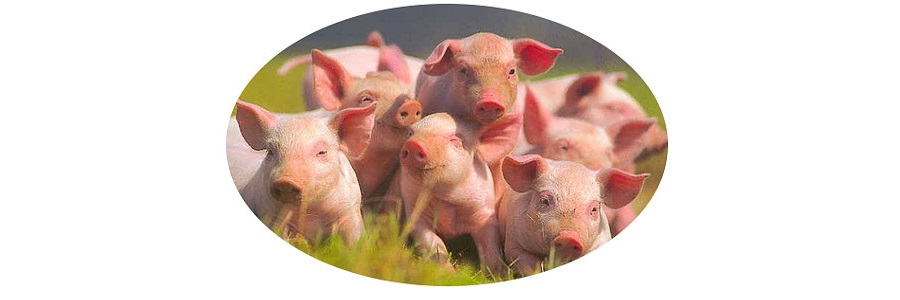 piglets.jpg